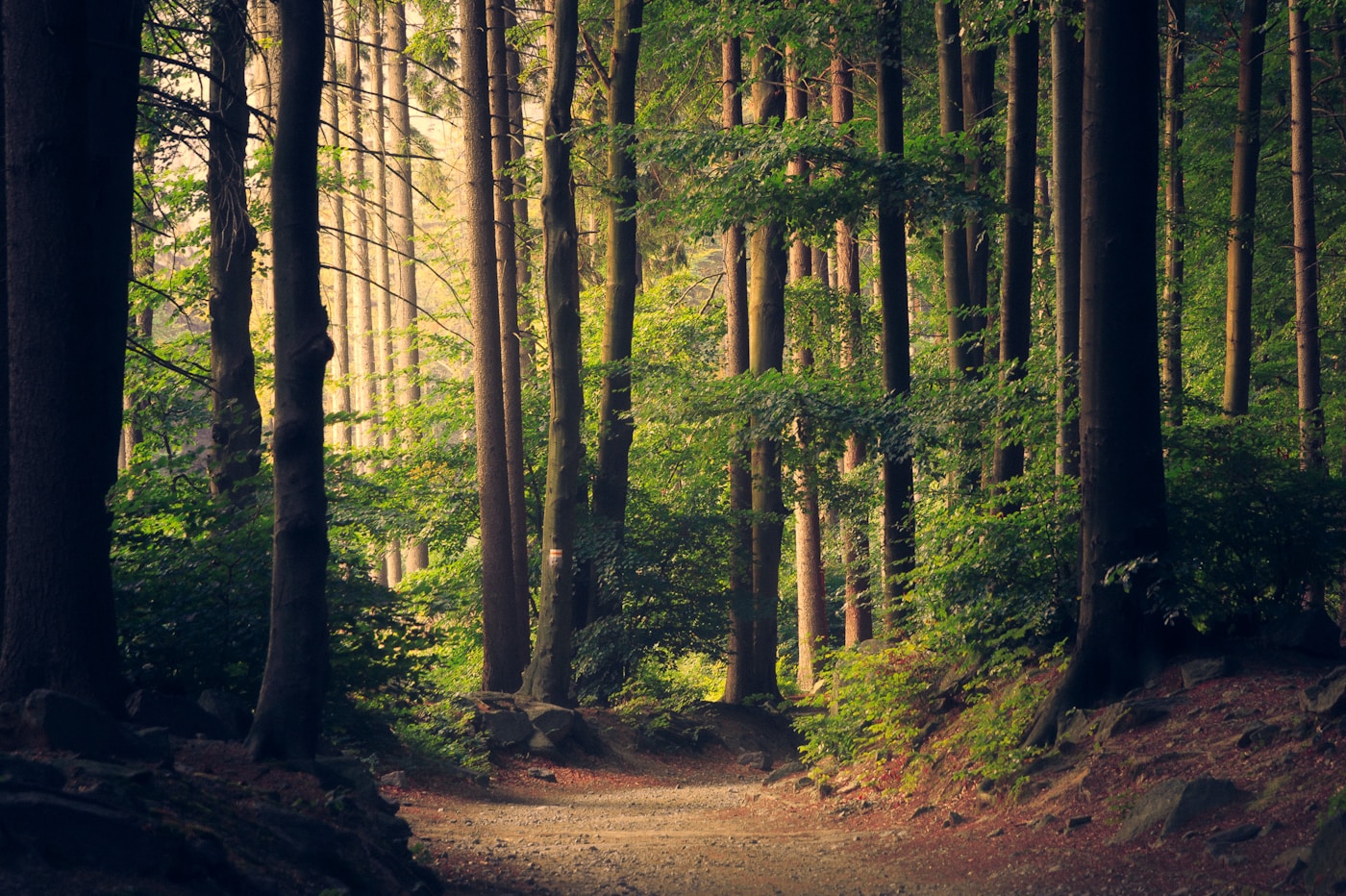 Trees and paths at Pearl's Hill City Park